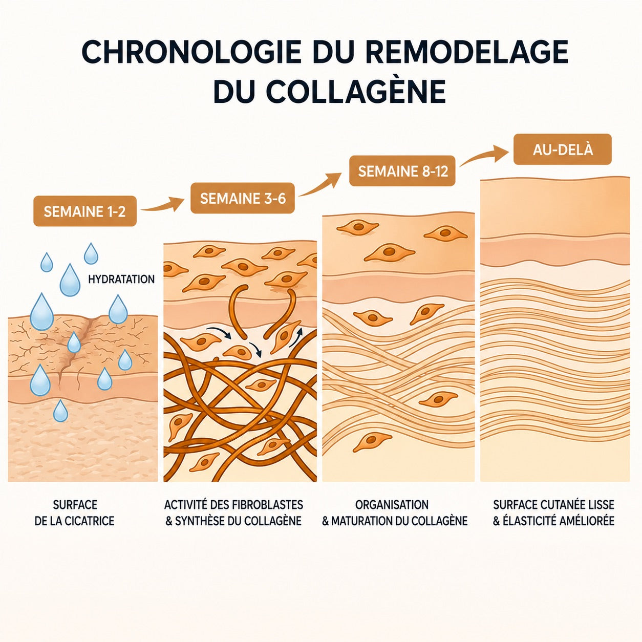 Chronologie du remodelage du collagène sur 12 semaines